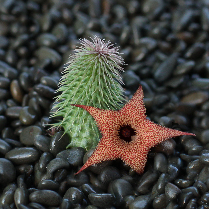 植物员外阿修罗稀有奇异花卉萝藦科多肉夏型种室内多肉植物
