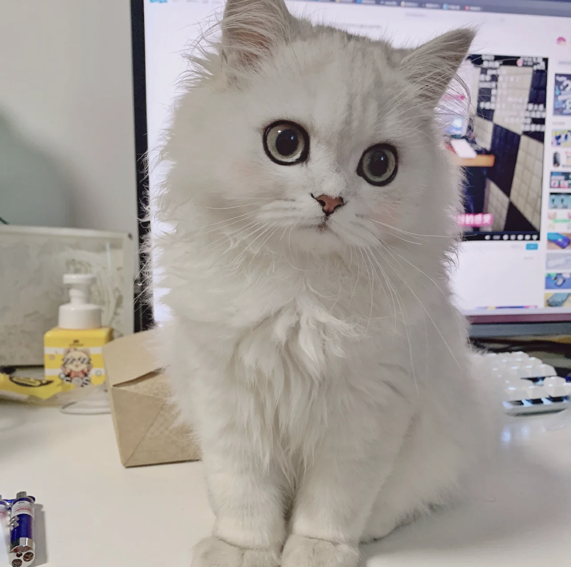 纯种金吉拉幼猫活体小猫猫咪幼崽纯白宠物猫高猫咪