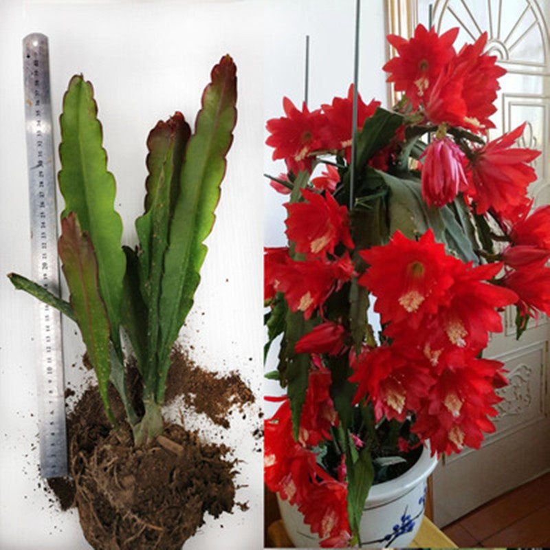 新品进口令箭荷花女王王大结局根苗花花公子棉花糖时令草本花卉