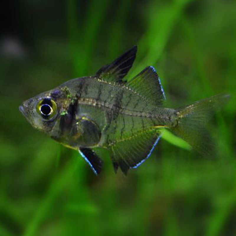 玻璃拉拉鱼拉拉透明热带观赏鱼红尾水晶活体群游鱼