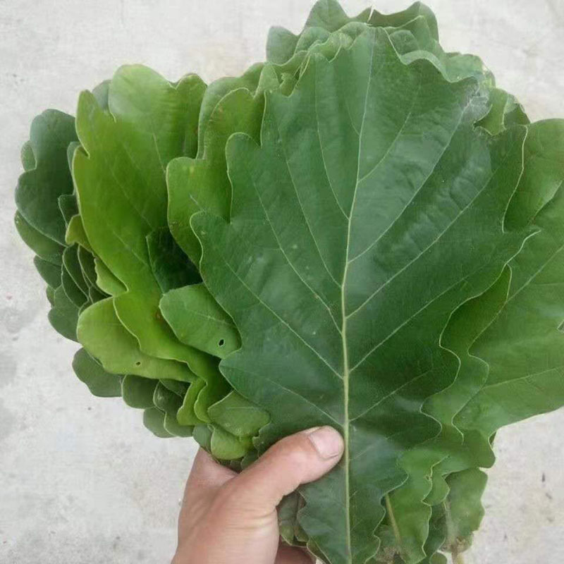 新鲜100片伯乐叶伯乐精选榨树粽子槲叶包粽子端午节其它干货