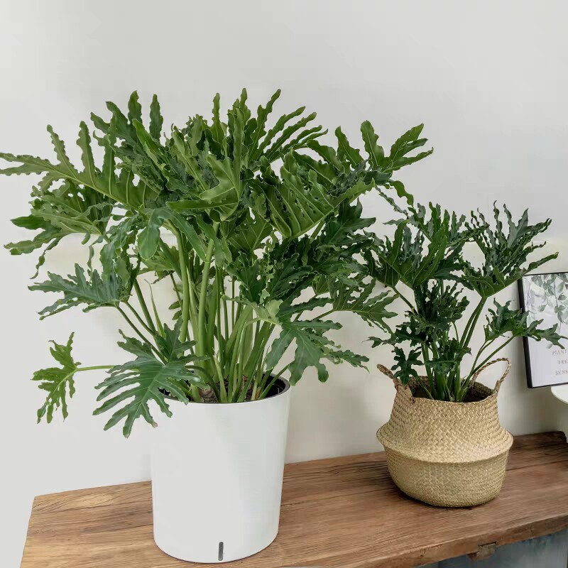 春羽盆栽春雨喜林羽叶植物小天使室内净化空气耐阴大型绿植