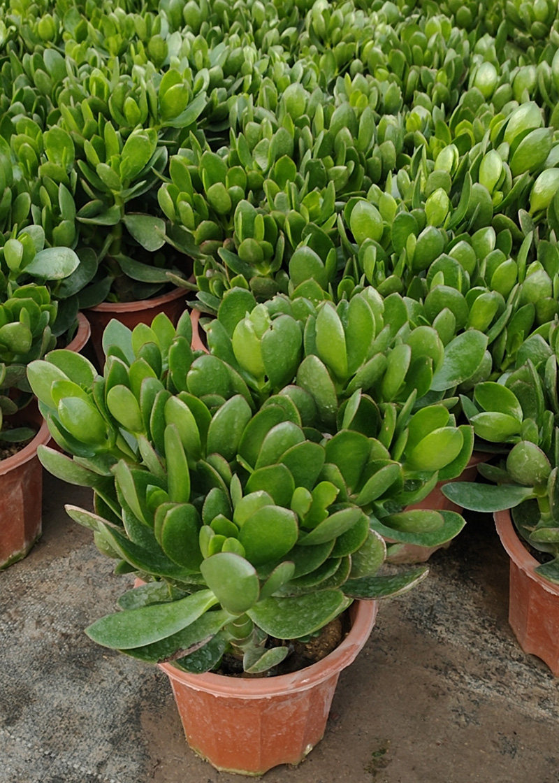 玉树盆栽老桩很好多肉植物耐干净化空气室内阳台多肉植物