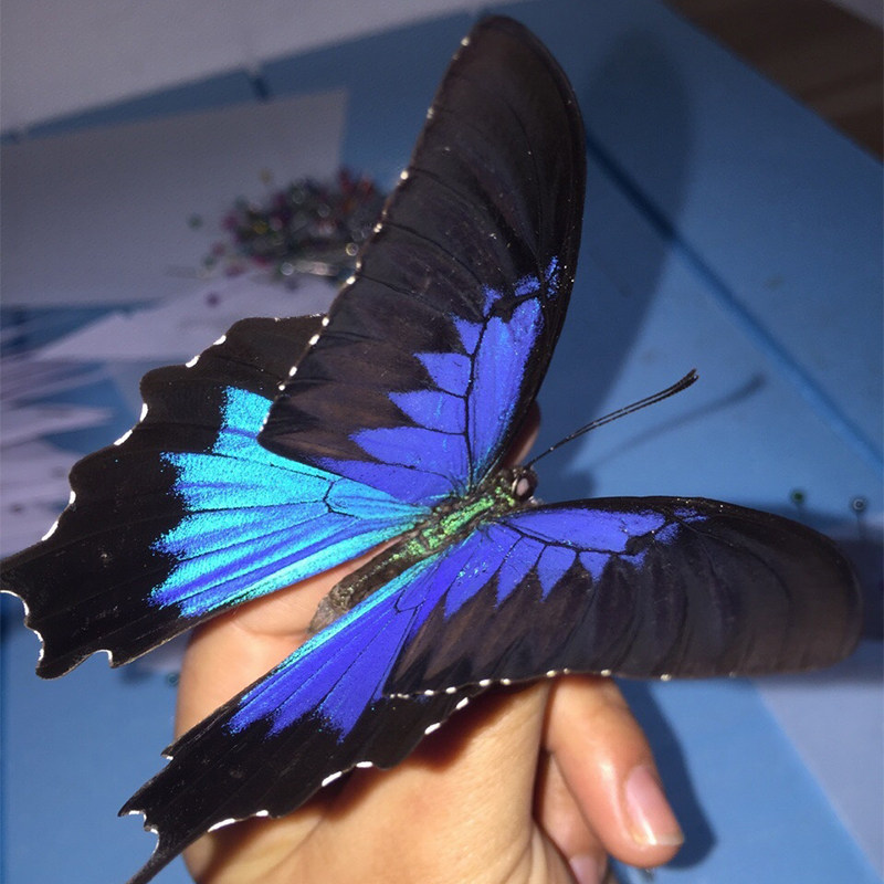 蝴蝶标本天堂凤蝶欧式永生花玻璃罩密封生日礼品精品标本类装饰画