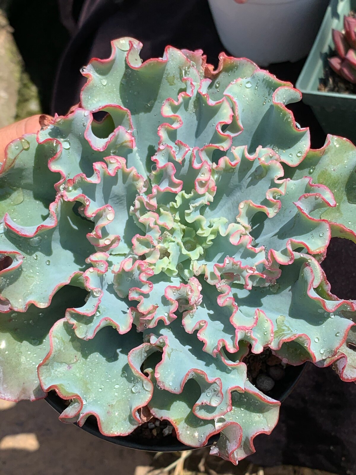 水瓶座女神多肉植物包菜系列多肉植物
