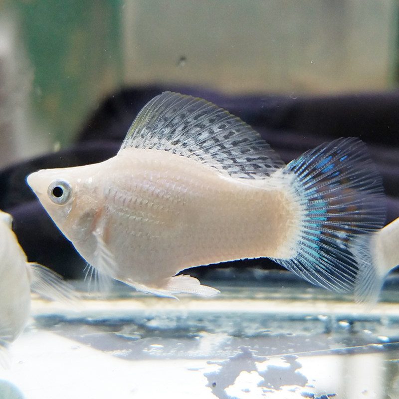 下崽狂魔鱼皮球玛丽鱼活体小型淡水热带鱼 胎生好养易活的鱼红剑