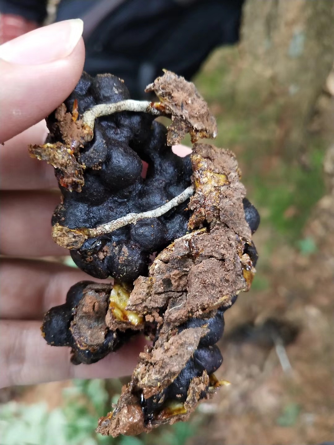 野生蜂蜜云南深山自然野生自采土酸蜂蜜原始森林百花蜜包邮500克