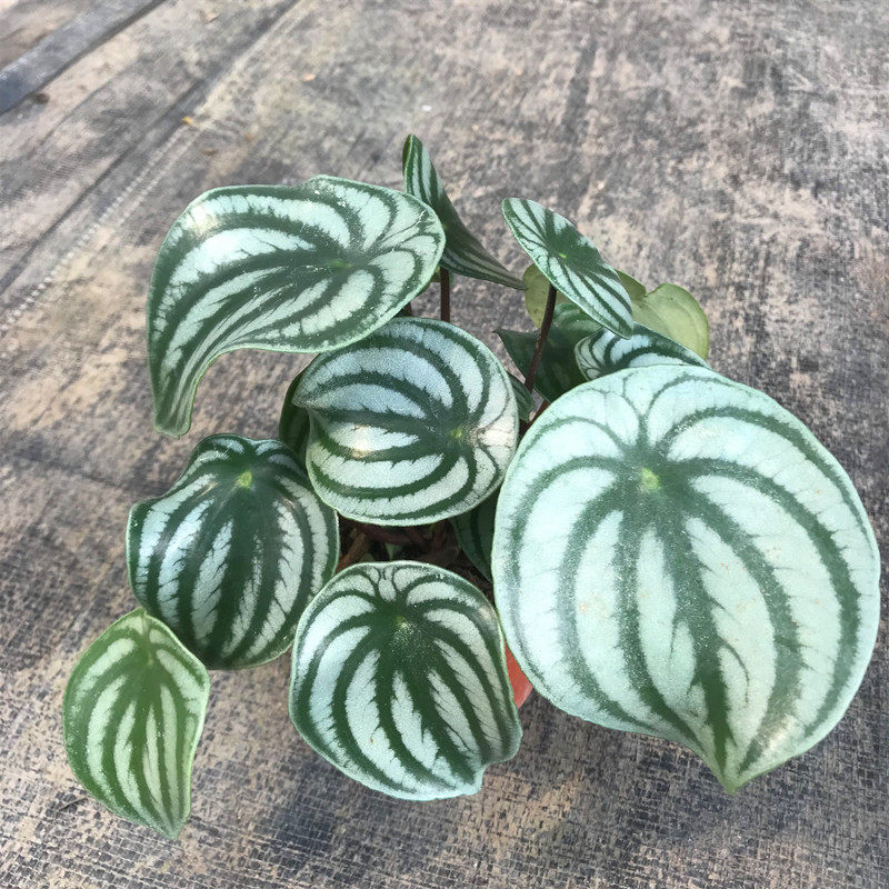 西瓜皮盆栽绿植室内阳台桌面办公桌植物防辐射甲醛绿植