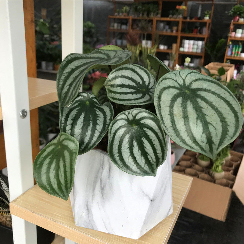 西瓜皮盆栽绿植室内阳台桌面办公桌植物防辐射甲醛绿植