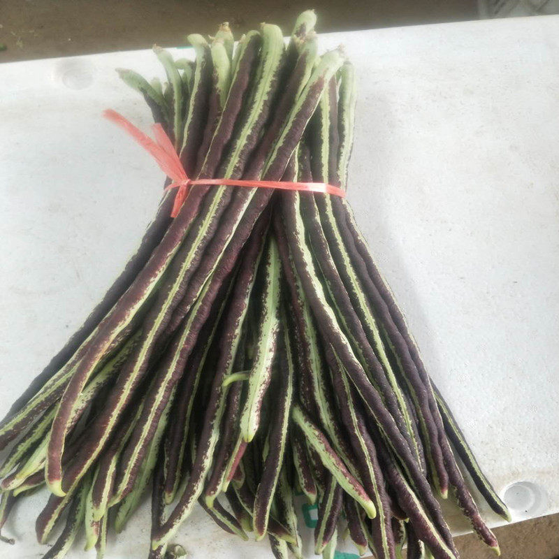 豆角新鲜山三斤豇豆直销产地现发现摘种花农家其它