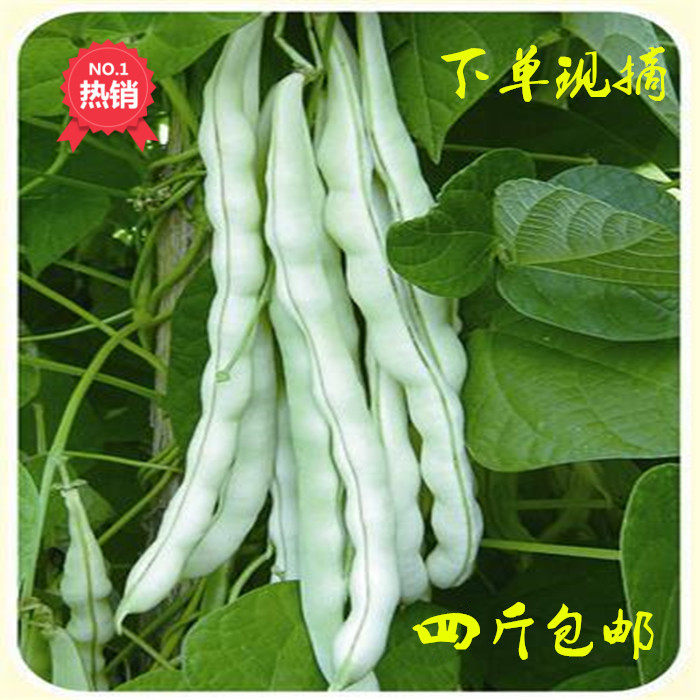 芸豆新鲜四斤四季白四季九粒不老发白现摘老来其它