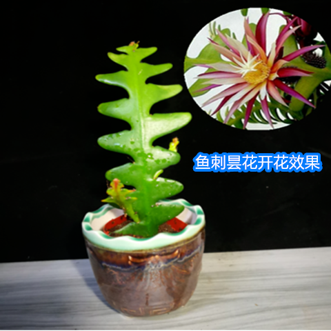鱼骨方盆植物叶植物开花观夏季室内令箭网红昙花花卉