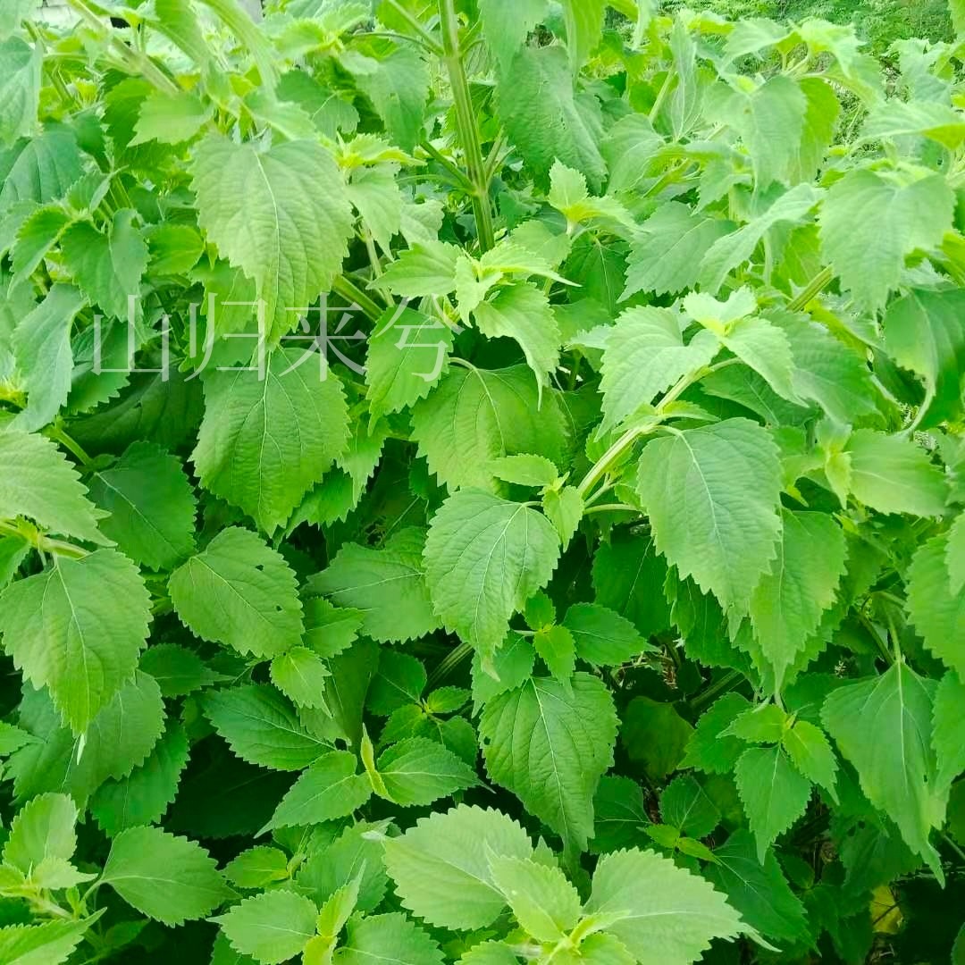 新鲜防风抹草排风秽草藿香落马宝宝洗澡枝叶其他药食同源食品