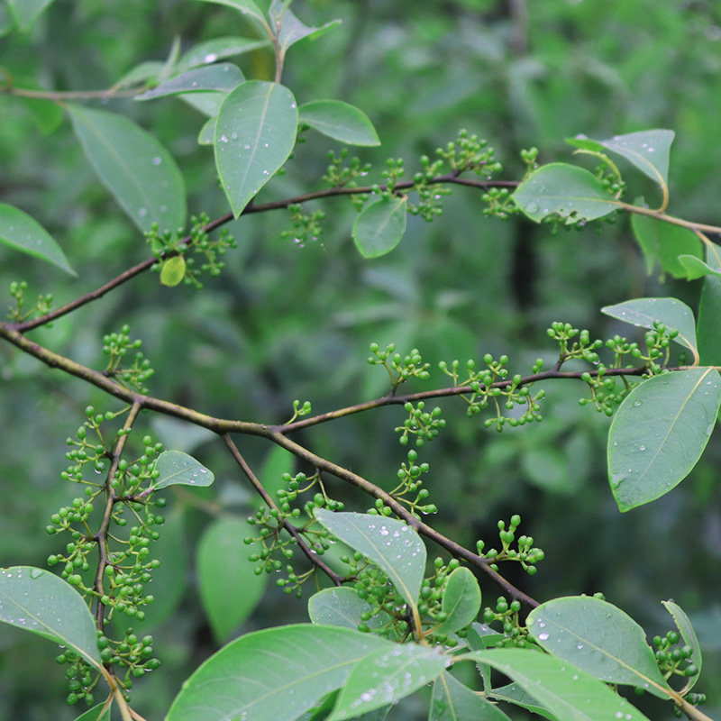 新鲜野生山胡椒四川正宗现摘山云南贵州木姜2023包邮特色干货及养生