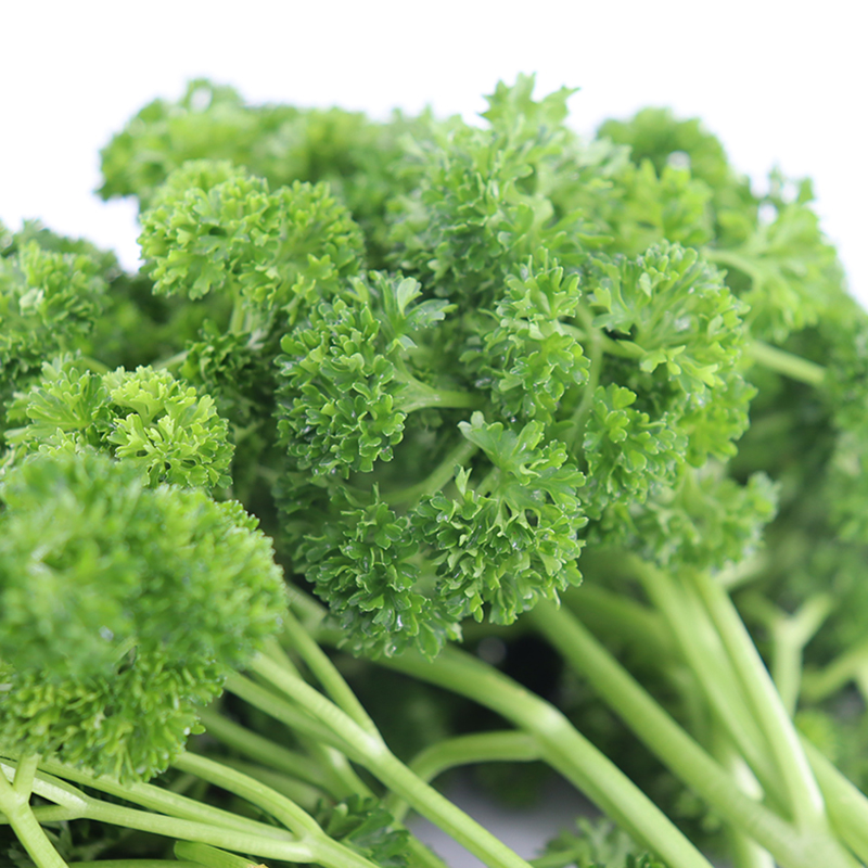 广东包邮荷兰新鲜法香洋芫荽旱芹菜巴西利香菜其它