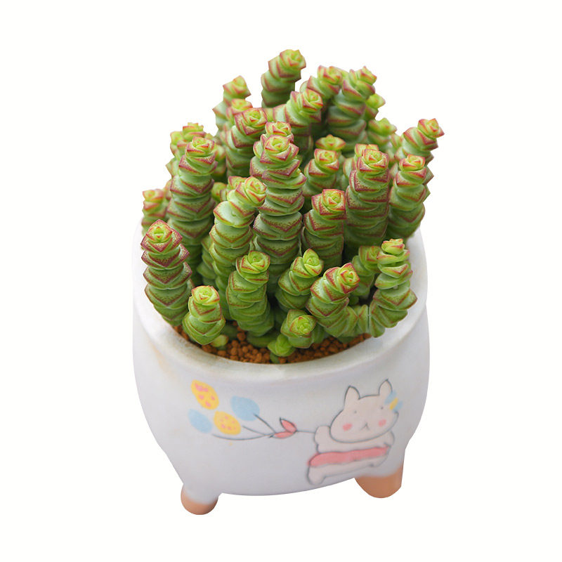 钱串伪群多植物组合盆栽室内花卉易养云南绿植多肉植物