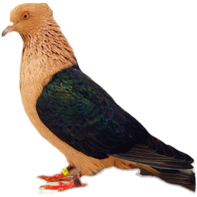 精品天使鸽子种鸽活体一对活物正品观赏鸽活鸟