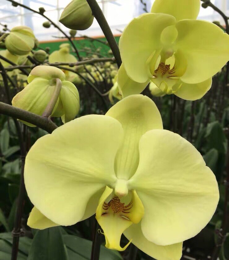 花苗蝴蝶兰3寸大苗皇后洋兰室内绿植花卉