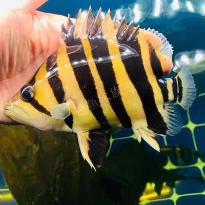 虎鱼 苏虎四纹 印尼三纹 精品高身粗纹包肚围脖 热带观赏鱼活体