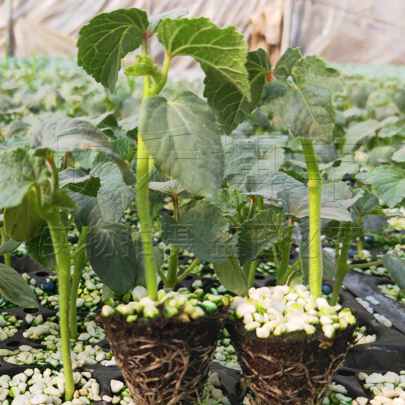 黄秋葵种苗春夏秋季绿水果秋葵苗大田红秋葵庭院盆栽农家蔬菜种苗