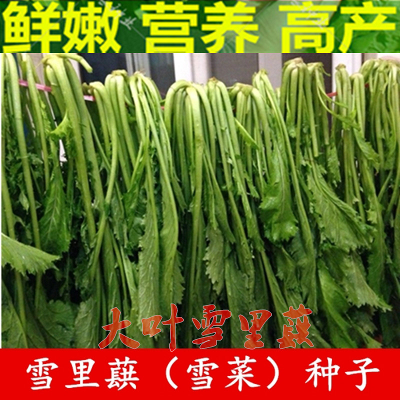 家庭园艺蔬菜九头鸟雪里蕻种子大叶小叶雪里红雪菜