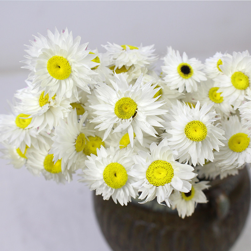 小蜡菊雏菊罗丹斯真花干花艺术永生花家居店铺软装客厅民宿插花