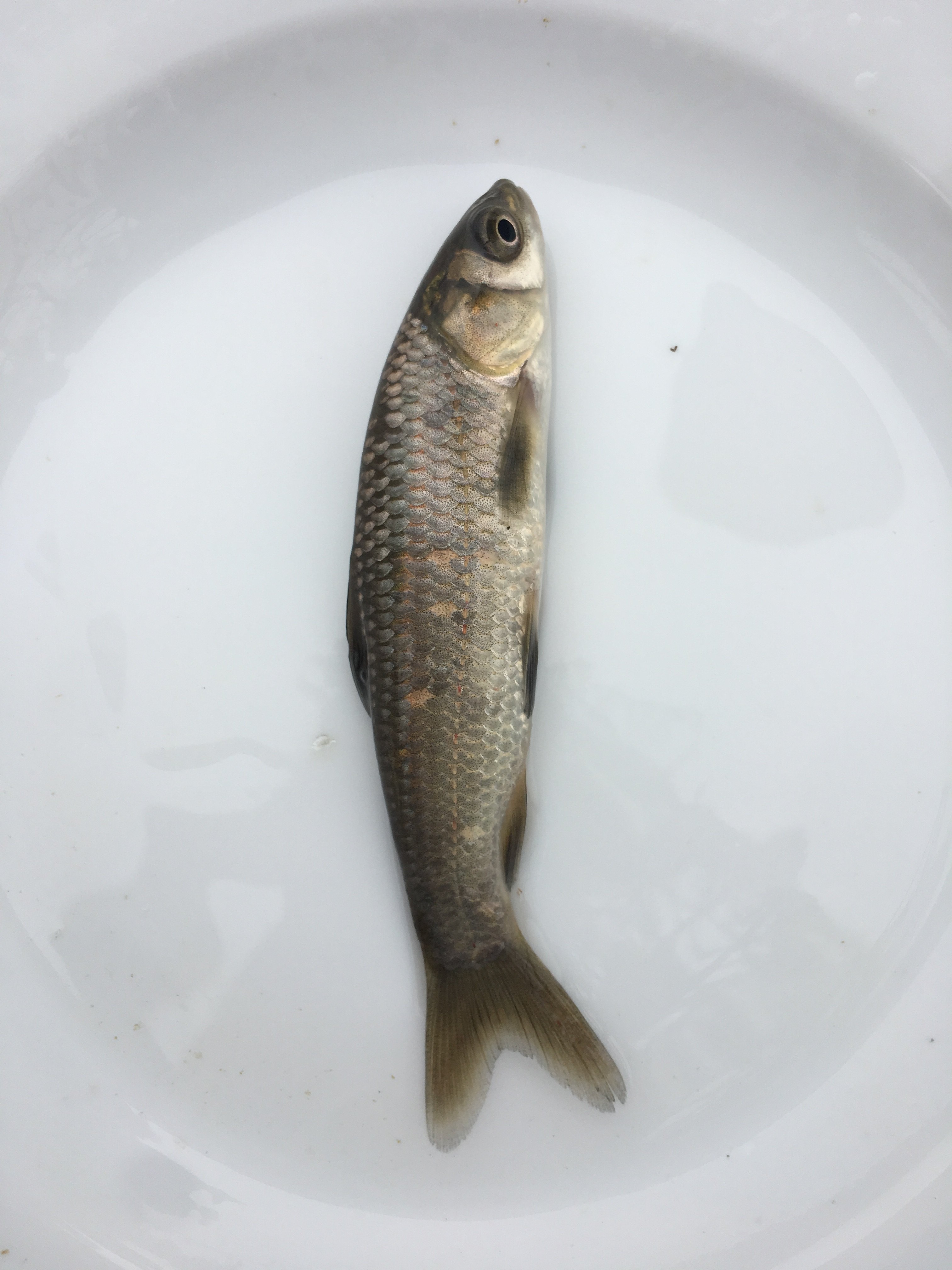 青鱼苗螺蛳青鱼苗黑皖乌皖乌青黒魭鱼苗活体淡水花鲢白鲢草鱼翘嘴