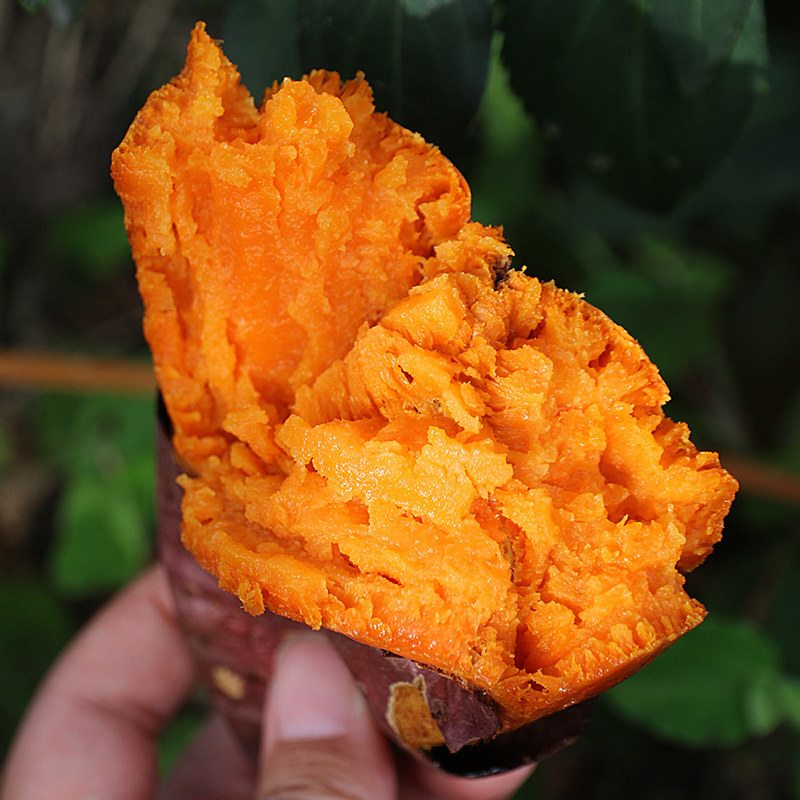 红薯密农人家沙地甜蜜薯红瓤蜜糖心地瓜新鲜番薯
