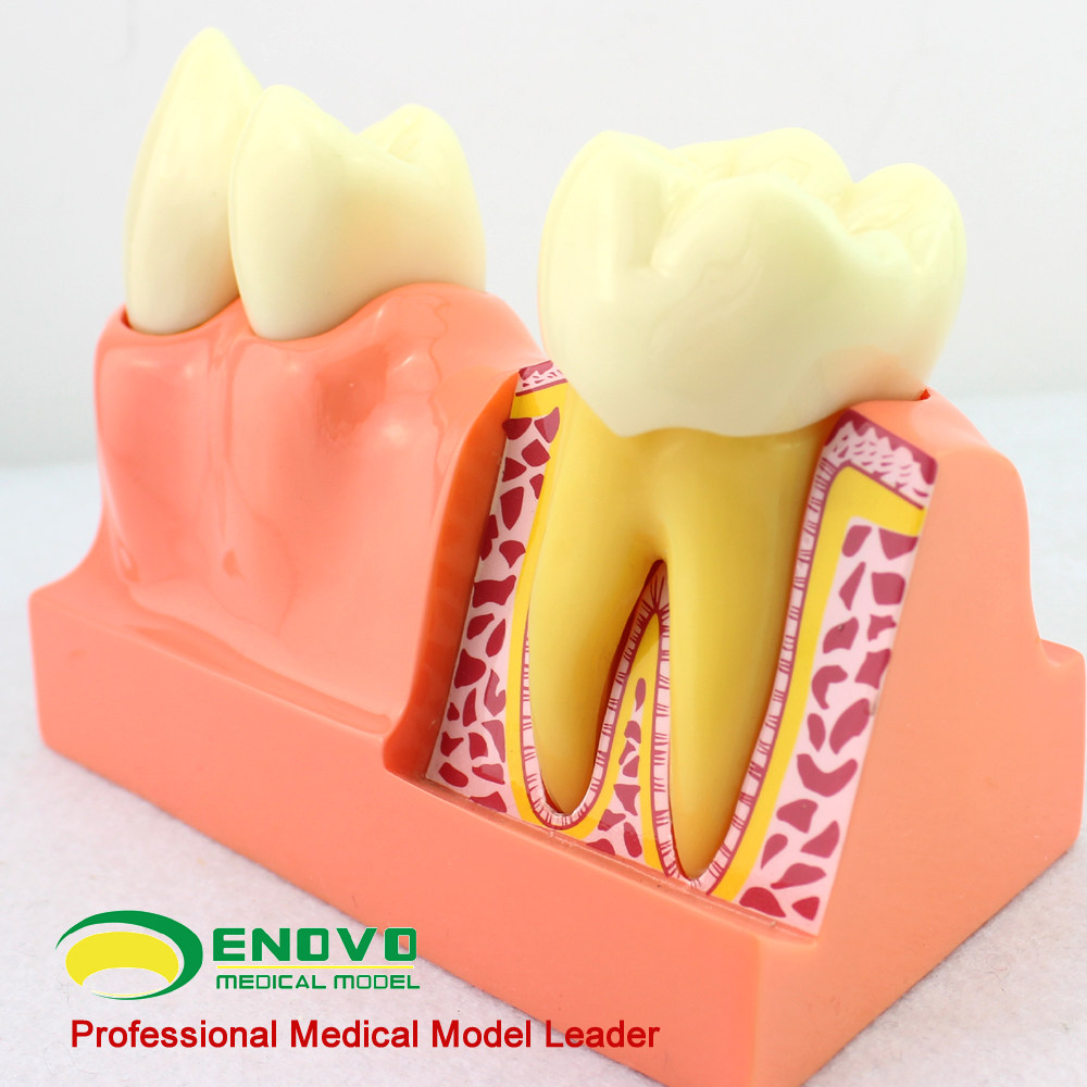 颐诺正品牙体分解模型牙齿解剖模型口腔科教学牙齿模型