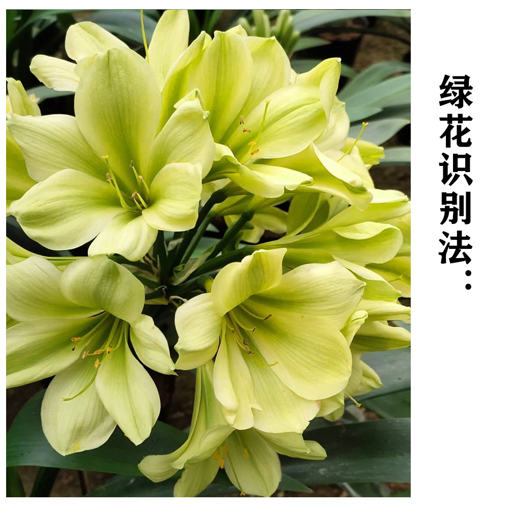 japan绿花君子兰平尾日本进口查尔斯名贵花卉细长花卉