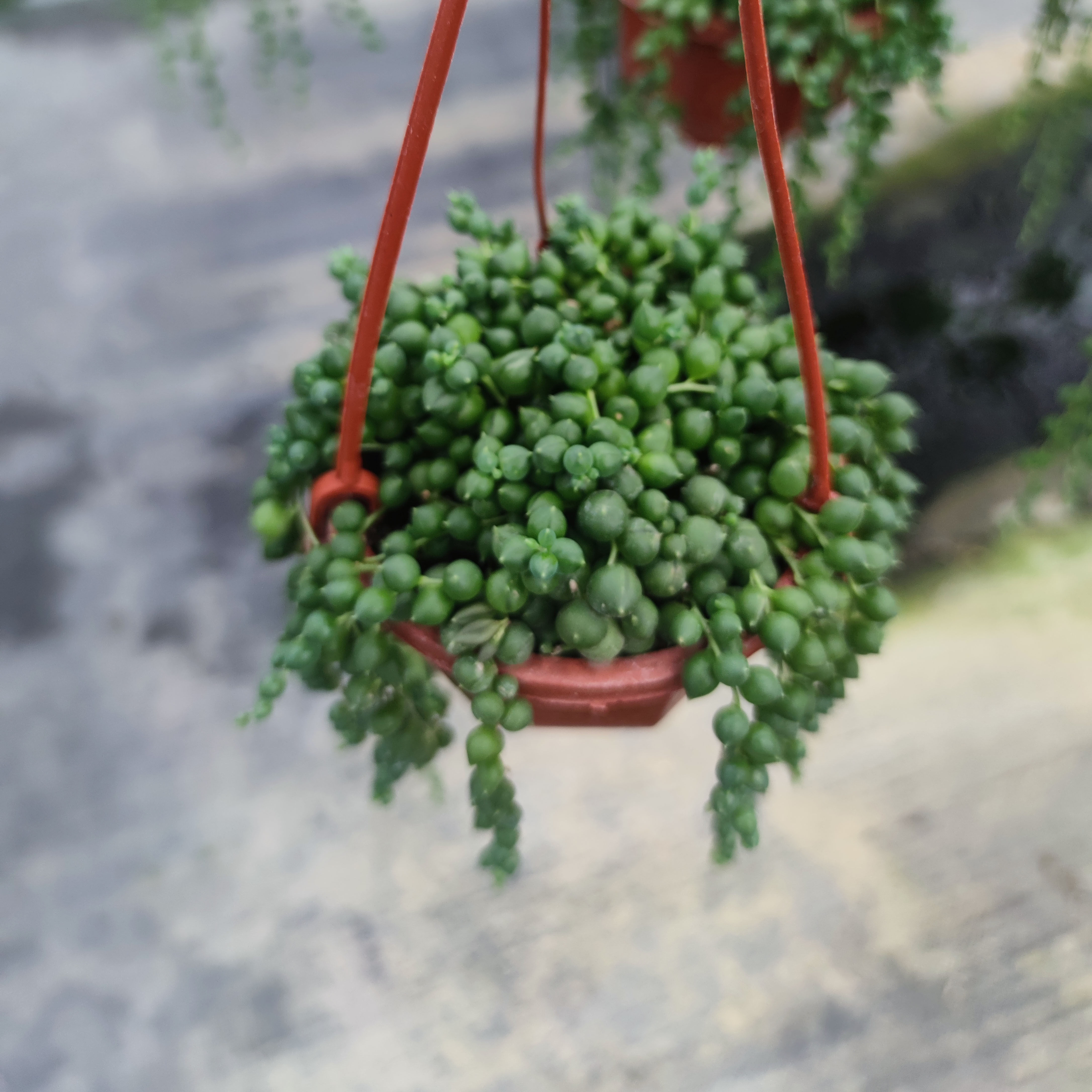 佛珠多肉植物大株长腿老桩新品种货裸根容易带土多肉植物