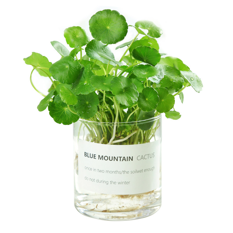 水培植物铜钱室内盆栽水生绿植花卉金钱草创绿植
