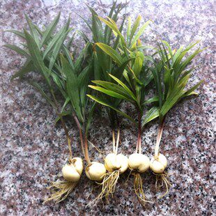 贝母种子川贝湖北平贝贝皖庭院阳台盆栽中药材药材种子