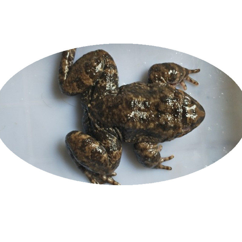 野味山珍石蛙棘胸蛙美食石鸡石冻月子补品妇孺补品石坑山蚂拐山蛙