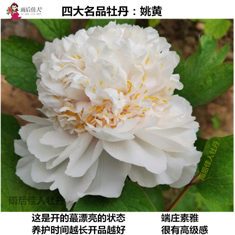 赵粉大魏紫姚黄豆绿牡丹花苗大苗四大名品花卉朵朵时令草本花卉