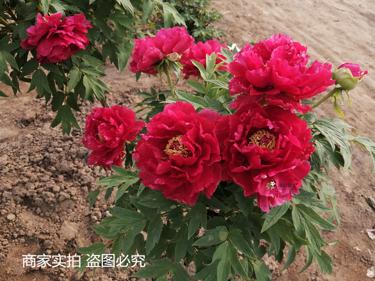 中国红牡丹大红色牡丹苗精品别墅庭院阳台栽培各种大型老桩牡丹树