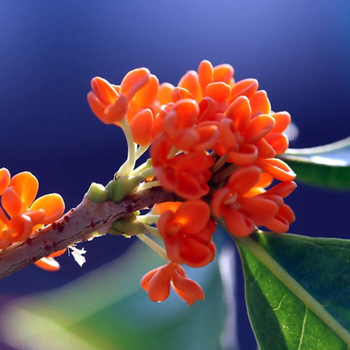 桂花花苗树苗嫁接四季金桂朱砂丹桂庭院阳台时令草本花卉