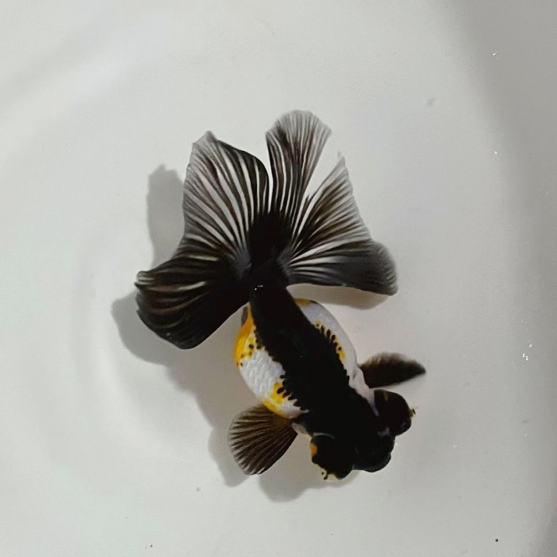 精品熊猫蝶尾金鱼冷水观赏鱼黑白三色红白包金鱼