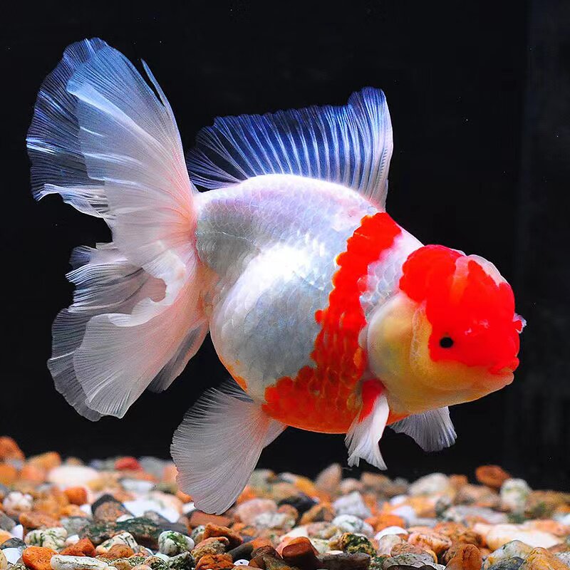 精品百褶泰狮进口金鱼观赏鱼红色红白黑色麒麟鱼