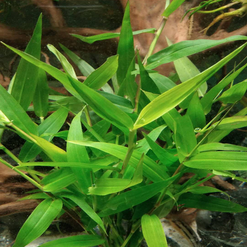 水族箱鱼草缸中后景南美美水青竹新手阴性活体水草