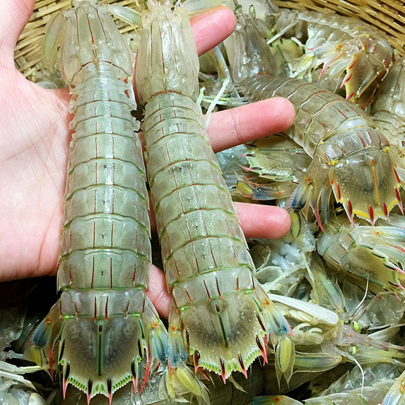 舟山野生鲜活皮皮虾大子爬爬虾濑尿虾富贵虾爬子活虾海鲜3斤装/份