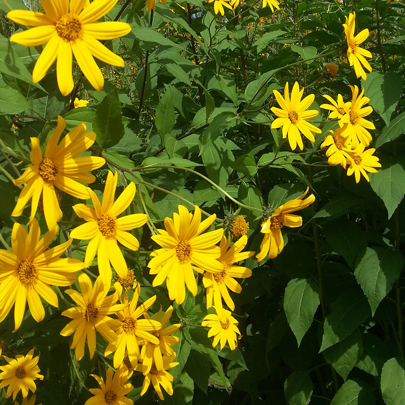 洋姜新鲜菊芋红果果皮野生腌制酱泡咸菜菜地其它