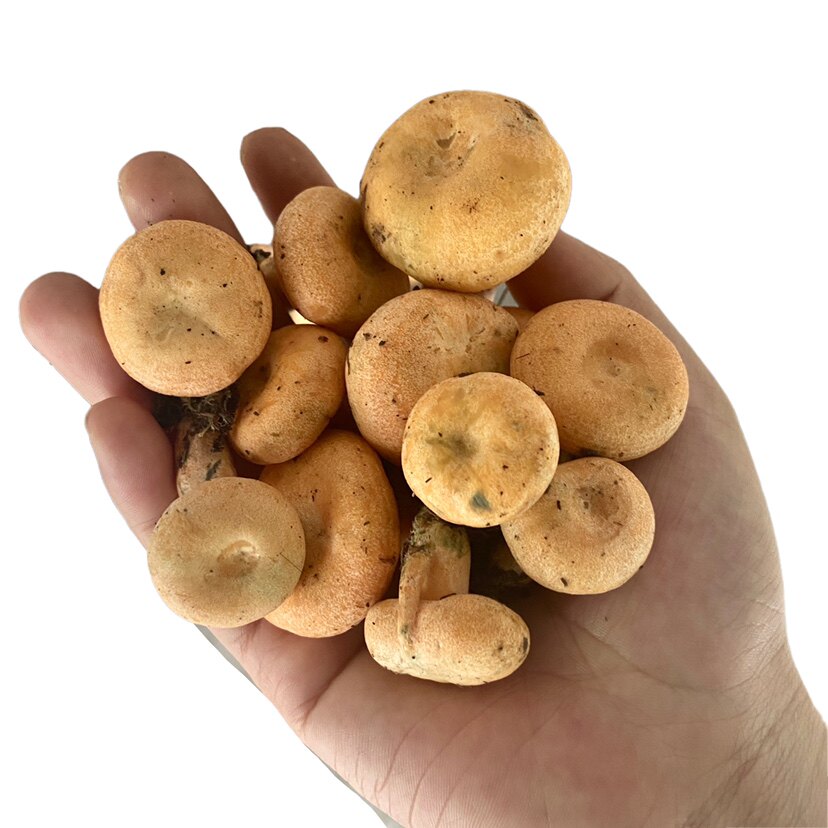 5斤现货新鲜野生枞树菌松乳菇绿铜南瓜菌寒新鲜松茸