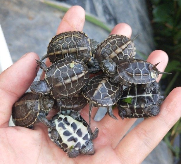 黑腹墨龟苗活体全黑小乌龟外塘中华草龟苗镇宅风水招财长寿顶墨苗_双