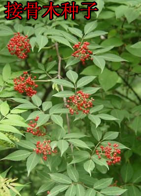 中药材种子 接骨木种子又名 大接骨丹 活筯条 接骨风 续骨树种子
