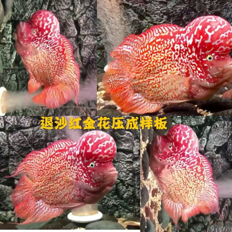 泰国进口罗汉鱼泰金幻彩退沙红金金花火凤蛇纹鱼