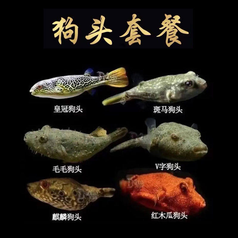 河豚活体宠物气泡鱼鼓包潜水艇冷水观赏鱼巧克力娃娃鱼