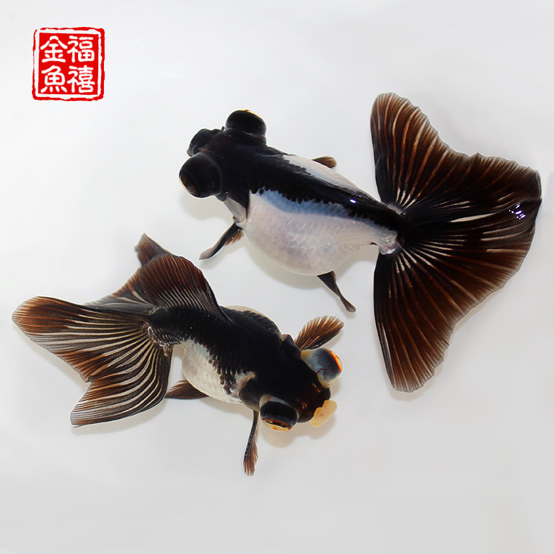 蝶尾三色金好包金好熊猫金鱼黑白熊黑白精品水族鱼