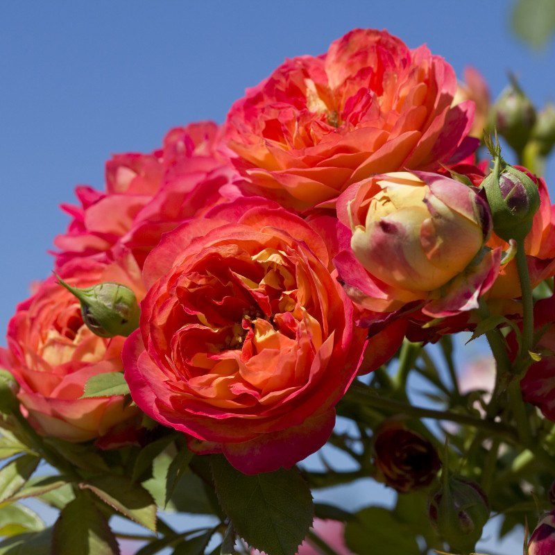 阳台盆栽 浪漫比克 多头月季 盆栽花卉 微月灌木四季开花