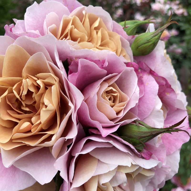 【花卉】遥远的鼓声月季苗遥鼓 庭院阳台古铜色混合变色 浓